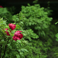 牡丹花开了_0