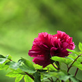 牡丹花开了_1