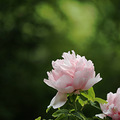 牡丹花开了_3