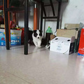 太能吃了，快成猪了_2