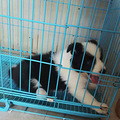 太能吃了，快成猪了_1