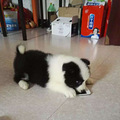 太能吃了，快成猪了_0