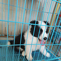 太能吃了，快成猪了_4