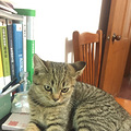 麻烦大家帮我看看这只猫的品种？