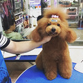 白富美看过来，五岁红贵哥哥求缘分_1