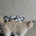 特价虎斑加菲母猫成猫 双胞胎_1