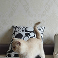 特价虎斑加菲母猫成猫 双胞胎_2