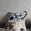 特价虎斑加菲母猫成猫 双胞胎_3