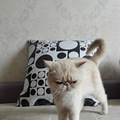 特价虎斑加菲母猫成猫 双胞胎_4