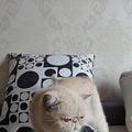特价虎斑加菲母猫成猫 双胞胎_5