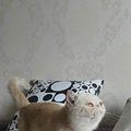 特价虎斑加菲母猫成猫 双胞胎_0
