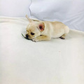 双血统小母奶油法牛