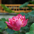 浅秋 · 花叶_2
