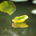 浅秋 · 花叶_4