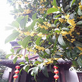 桂花.jpg