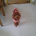 宠物家庭寄养（仅小型犬）_1