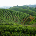 杭州龙坞茶村_0