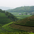 杭州龙坞茶村_4
