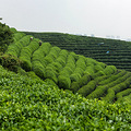 杭州龙坞茶村_3