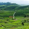 杭州龙坞茶村_1