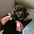 宠物家庭寄养（仅小型犬）_0