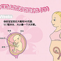 怀孕五个月肚子多大 有哪些要注意的