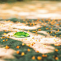 满陇桂雨门票价格多少？满陇桂雨最佳游览季节是什么时候？