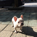 法国斗牛犬小公_0