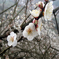 2.11人入香雪中，醉留梅海里，绍兴探梅一日行_2