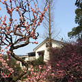 灵峰探梅_0