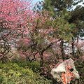 灵峰探梅_3