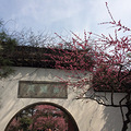 灵峰探梅_5