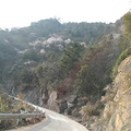 昨天到大山里看野樱花，结果去早了。山上的_0
