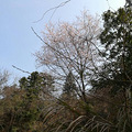 昨天到大山里看野樱花，结果去早了。山上的_5