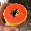 贵妃芒，最好吃的芒果_5