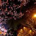 深夜中的樱花