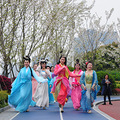 千古情美女穿越到杭州最美樱花跑道，中国樱花比日本早一千年_3