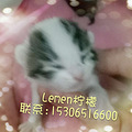 #西子领养# 杭动保四月第一期领养榜猫咪专版_3