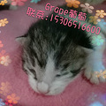 #西子领养# 杭动保四月第一期领养榜猫咪专版_4
