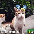 #西子领养# 杭动保四月第一期领养榜猫咪专版_1