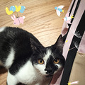 #西子领养# 杭动保四月第一期领养榜猫咪专版_2
