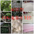 又到一年养蚕季，100%桑蚕丝被等你来选购_0