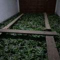 又到一年养蚕季，100%桑蚕丝被等你来选购_4