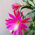 花朵