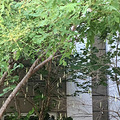 家门口的珠帘是大青虫编织的