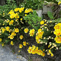 仙人掌开花