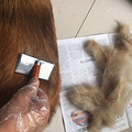柯基犬的特色