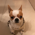 寻狗启示吉娃娃成年犬一只