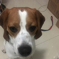 比格犬六六求交配_0
