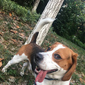 比格犬六六求交配_1